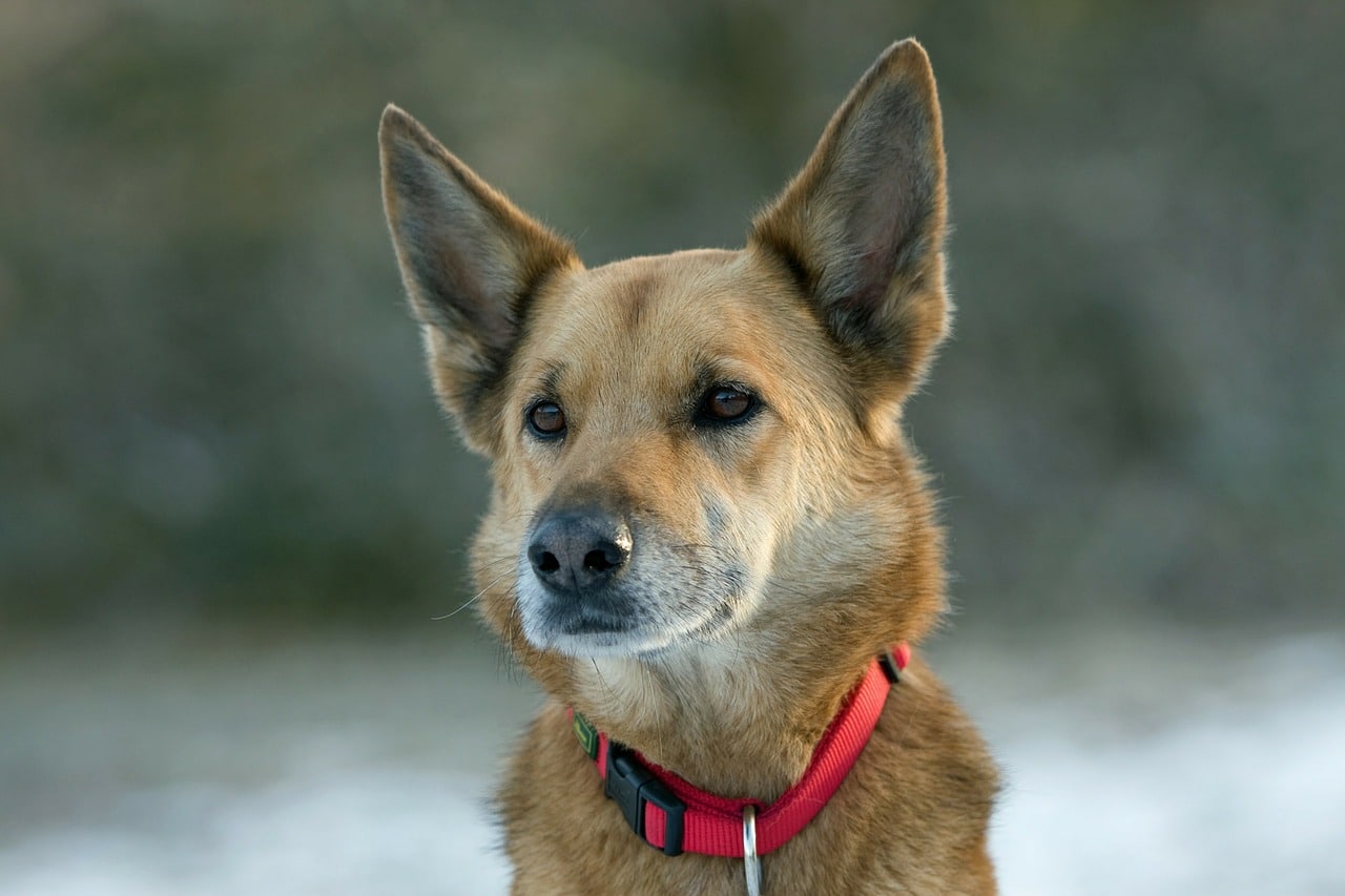 lost-dog-with-microchip-finally-found-real-owners-cool-dog-buzz