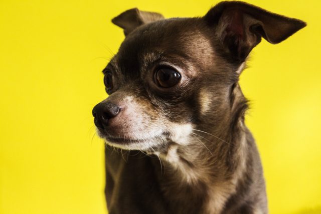 Veterinarian Asks For Help From Animal Services To Save A Dying Chihuahua Cool Dog Buzz