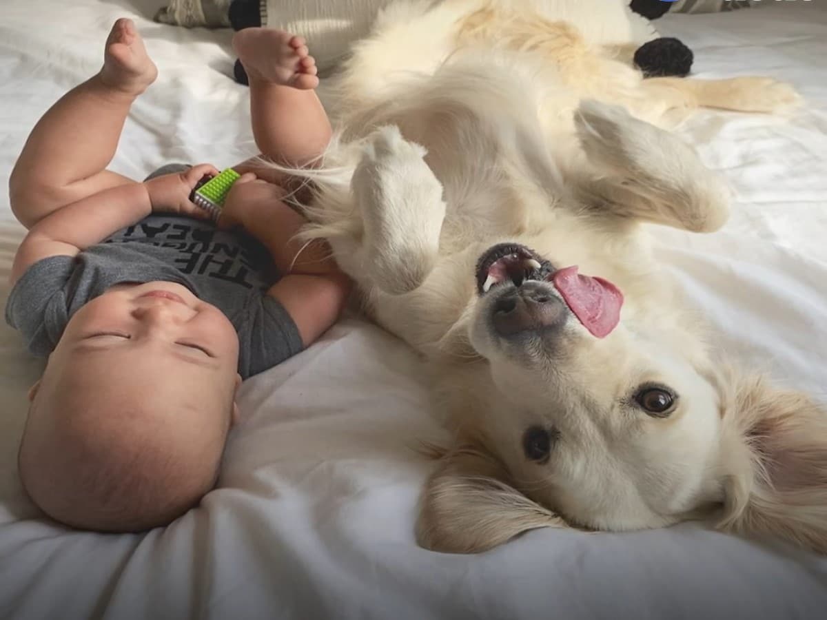 Golden Retriever Watches Her Human Baby Brother Like A Hawk - Cool Dog Buzz