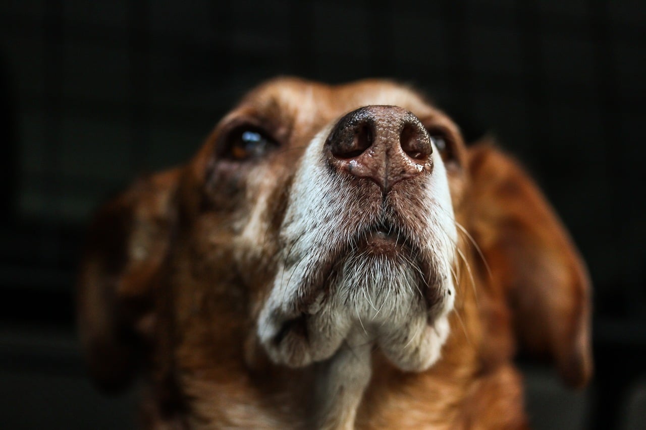 dog, brown, snout